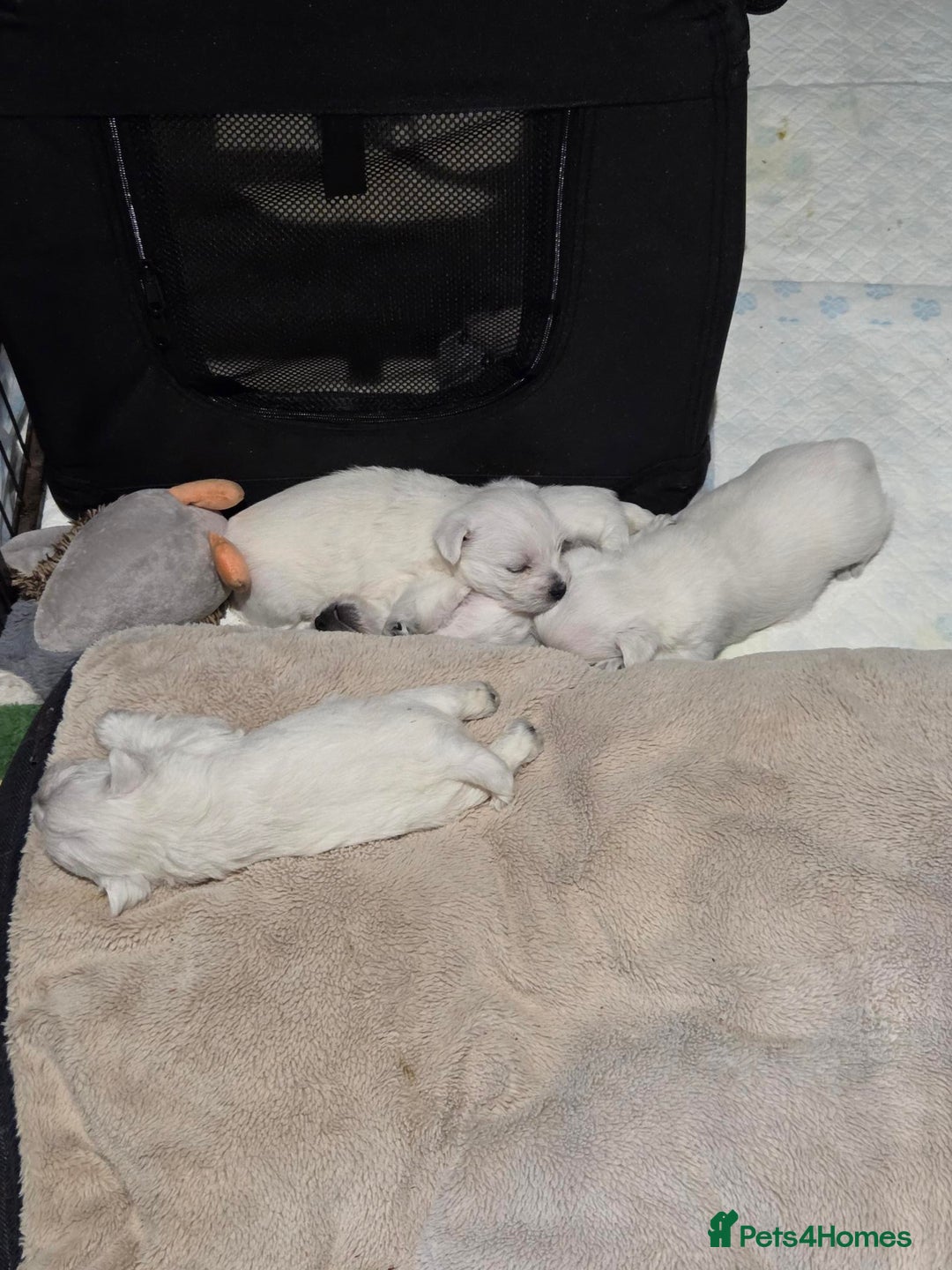 West Highland Terrier dogs for sale: Gorgeous pedigree westies, excellent bloodlines - Image 38
