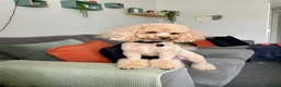 Toy Poodle dogs for sale: toy poodle pups  - Advert 2