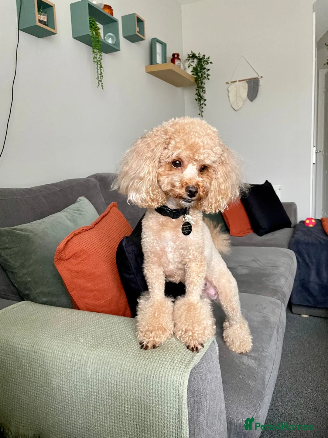 Toy Poodle dogs for sale: toy poodle pups  - Advert 2