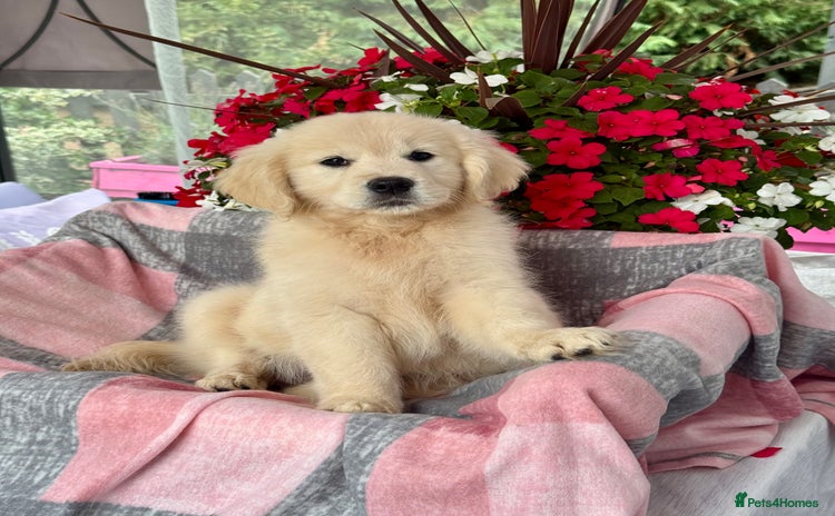 Golden Retriever dogs - Advert 10