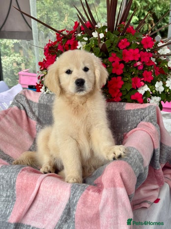 Golden Retriever dogs - Advert 1