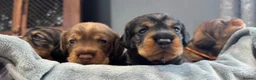 Dachshund dogs for sale: Stunning Kc standard wirehaired  - Advert 20