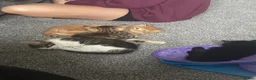 British Shorthair cats for sale: loved and happy kittens for sale - Advert 9