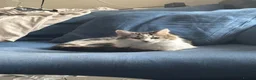 Mixed Breed cats for sale: Three Cats in Kidderminster - Advert 7