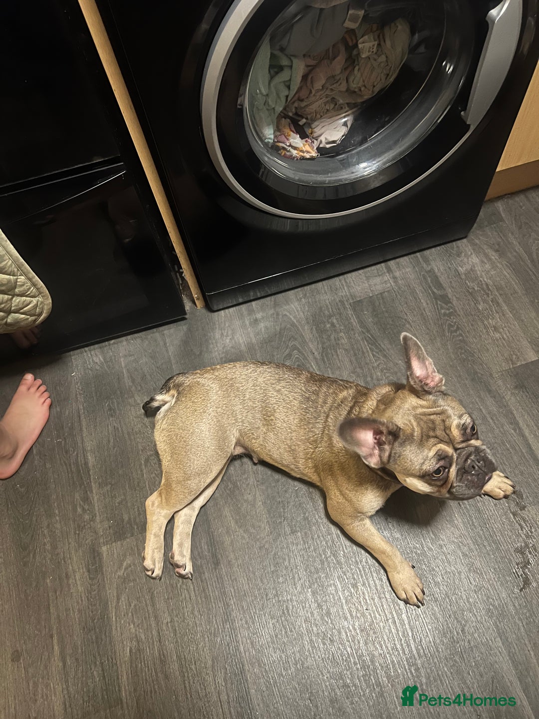 French Bulldog dogs for sale: 1 year old female blue fawn French bulldog  - Advert 6