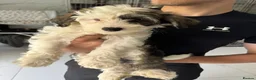 Chinese Crested dogs for sale: Chinese Crested pup in Chelmsford - Advert 3
