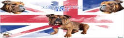English Bulldog dogs for stud: Kc registered Choc sable EBD STUD ONLY in Bradford - Advert 4