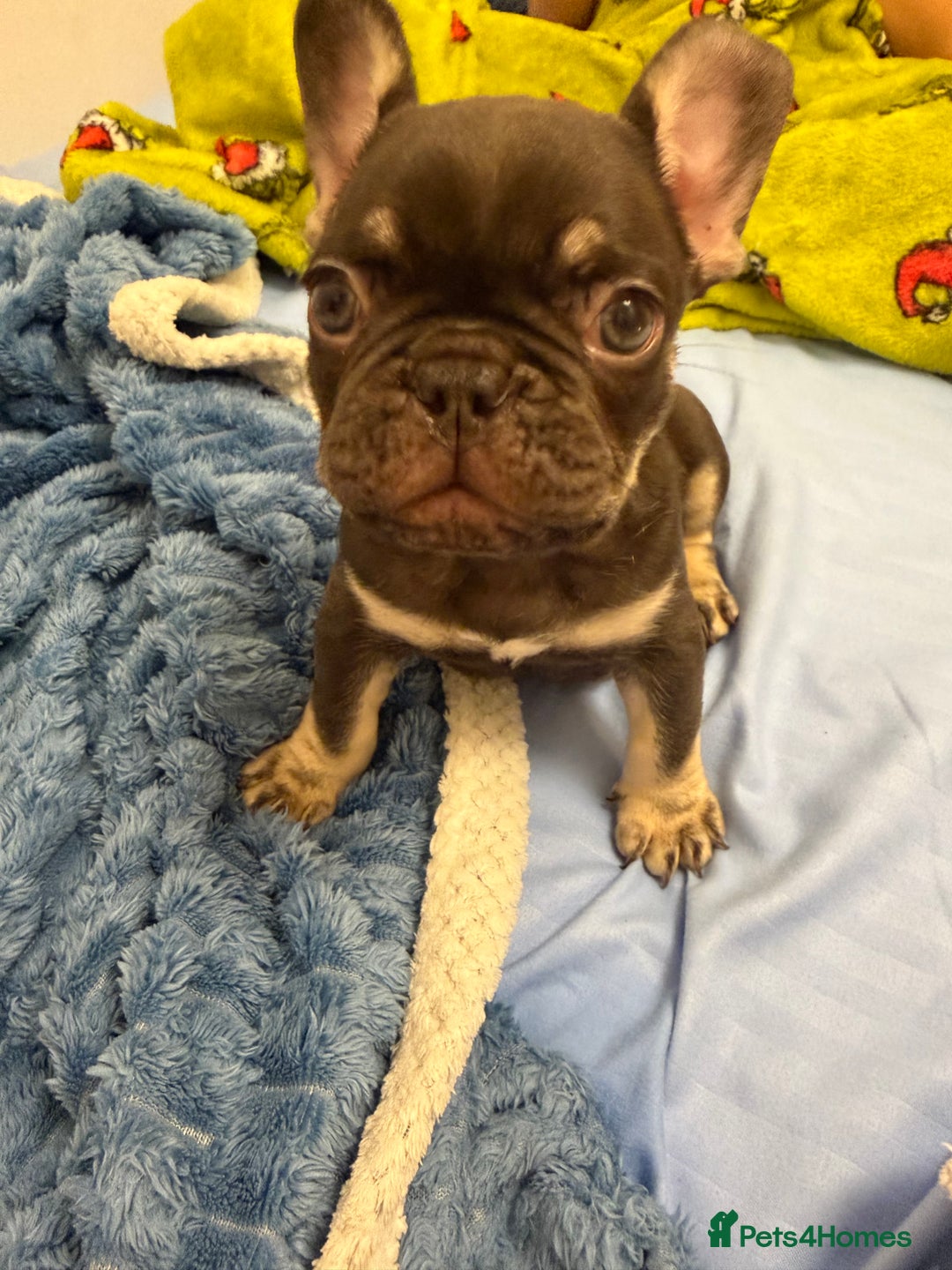 French Bulldog dogs for sale: French bulldog  - Advert 2