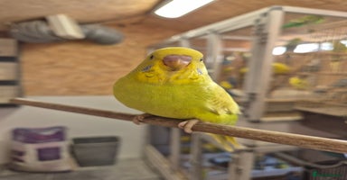 Budgerigars birds - Advert 10