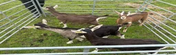 Goats livestock for sale:  Tog X alpine goats - Advert 8