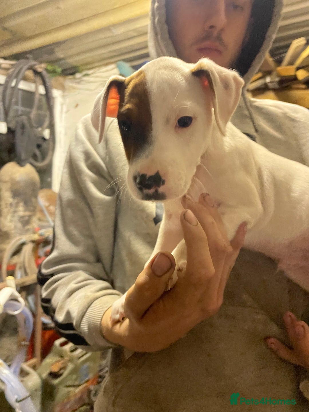 Jack Russell dogs for sale: 2 male jack russel puppies  - Image 1