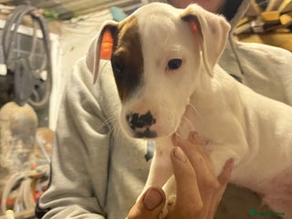 Jack Russell dogs - Advert 1