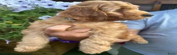 Cockapoo dogs for sale: Stunning F1 puppies Champions Bloodlines  - Advert 12