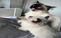 Ragdoll cats for sale: 1 LOVING RAGDOLL BOY is WAITING FOR LOVING HOME - Image 19