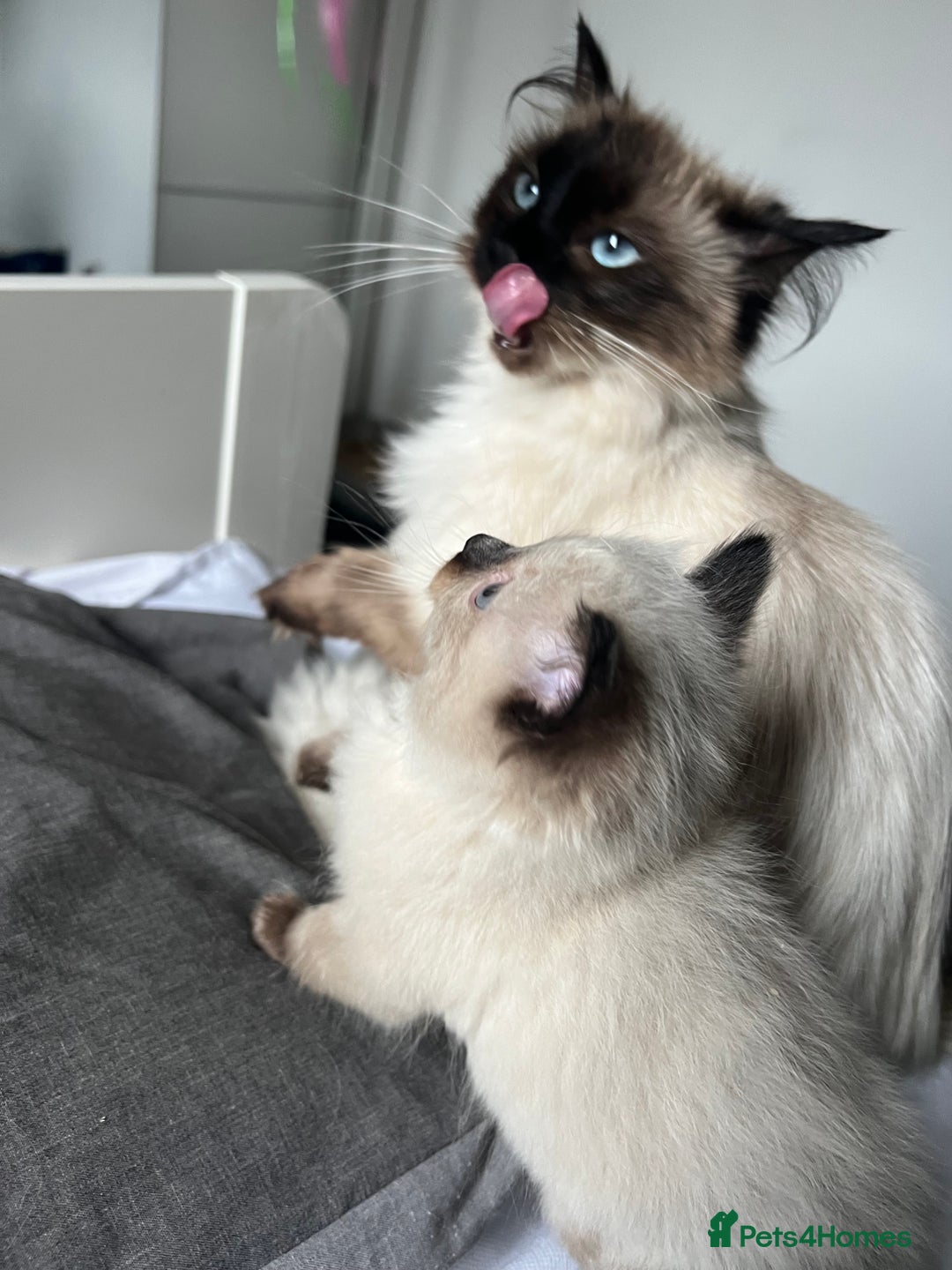 Ragdoll cats for sale: 1 LOVING RAGDOLL BOY is WAITING FOR LOVING HOME - Image 19
