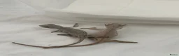 Chameleon reptiles for sale: Blue Ambanja Panther Chameleons  - Advert 14