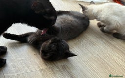 British Shorthair cats for sale: Full BSH kittens ready to leave now, 14 weeks old - Image 15