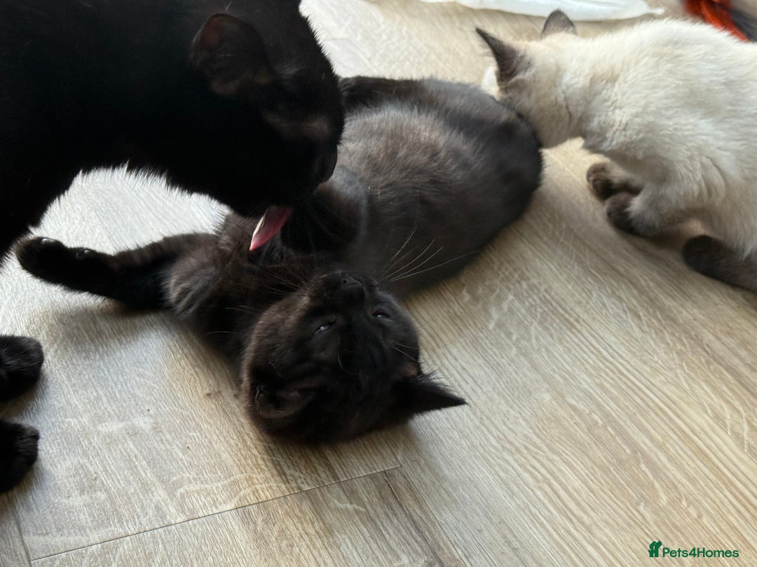 British Shorthair cats for sale: Full BSH kittens ready to leave now, 14 weeks old - Image 15
