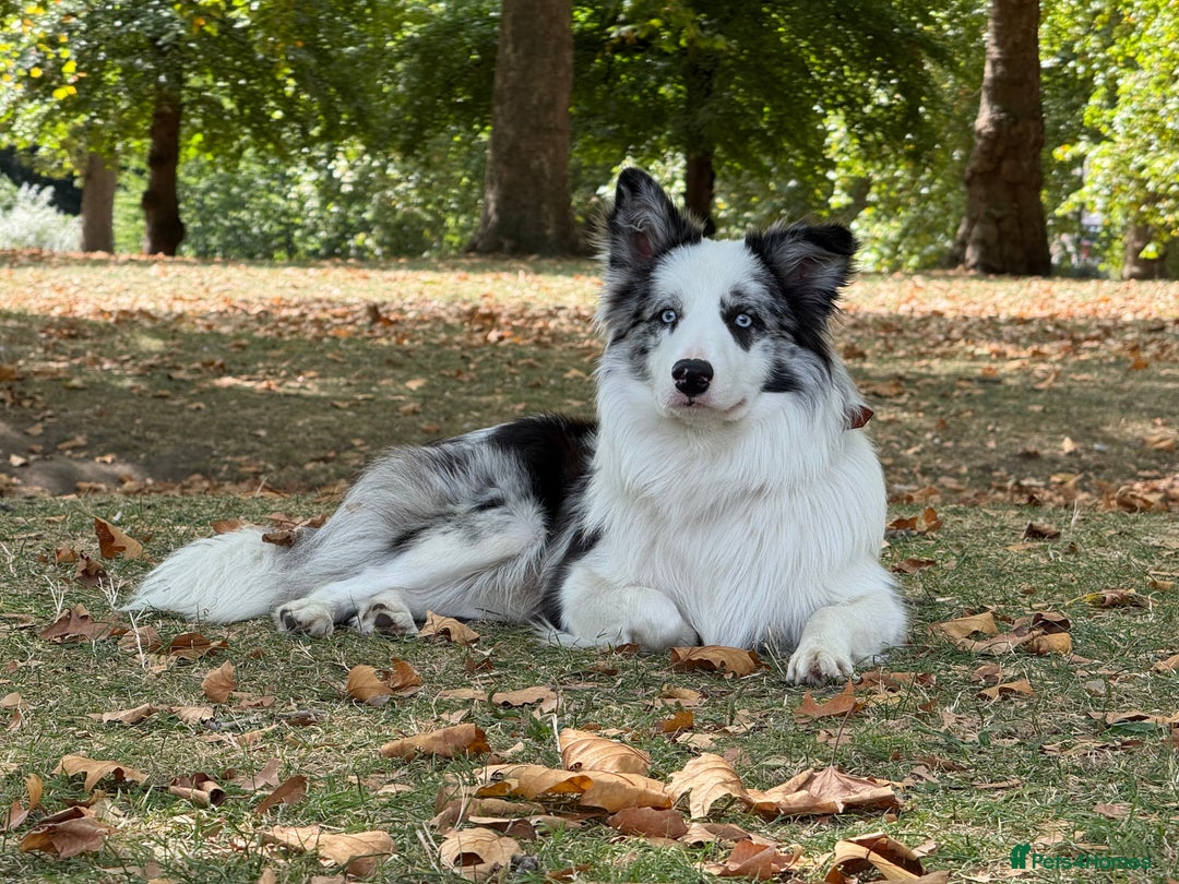 Border Collie dogs for stud: Blue Merle Border Collie Looking for Girlfriend - Image 12
