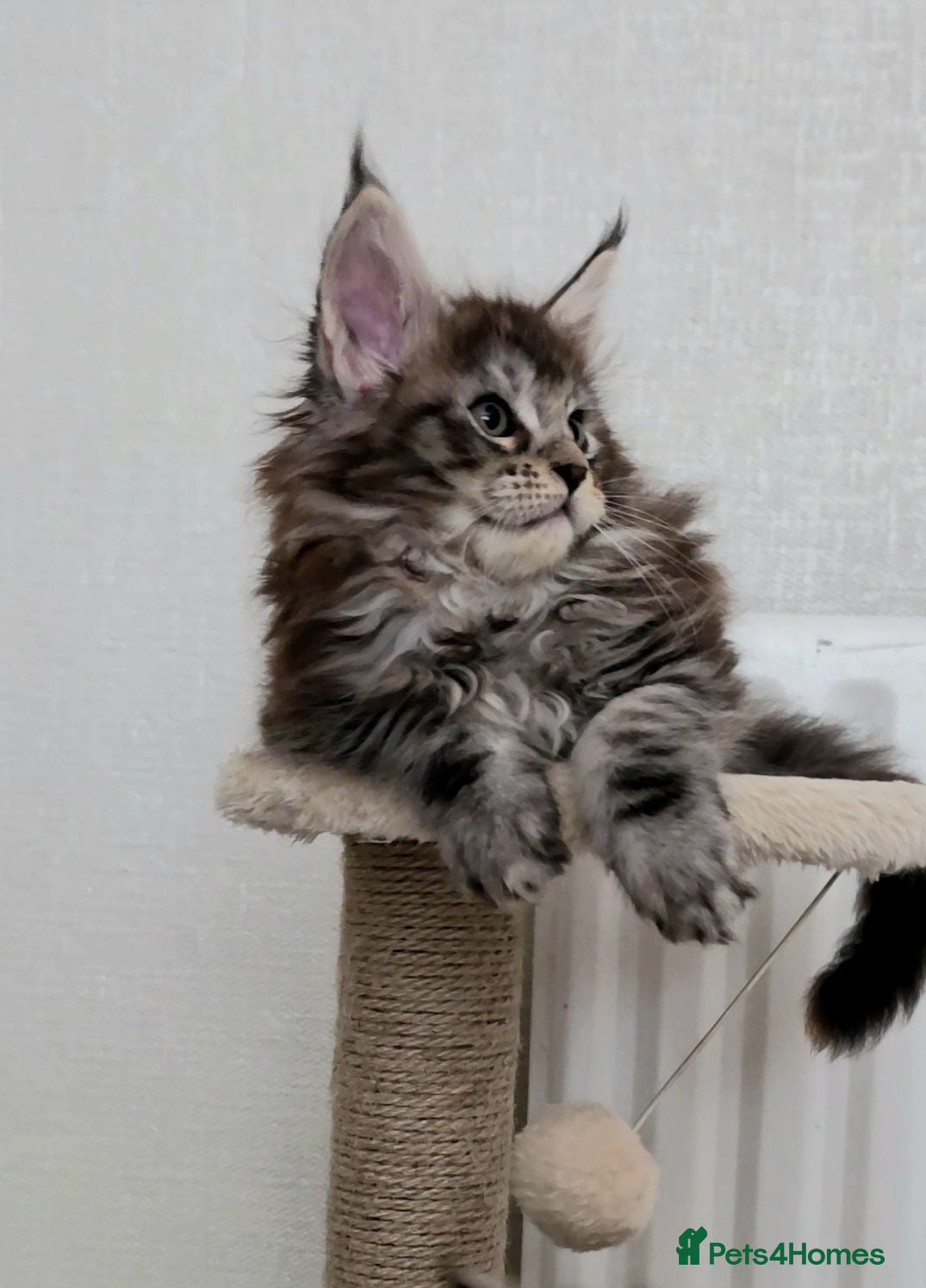 Maine Coon cats Mainecoon kitten's. Available for Reservation - Advert 1