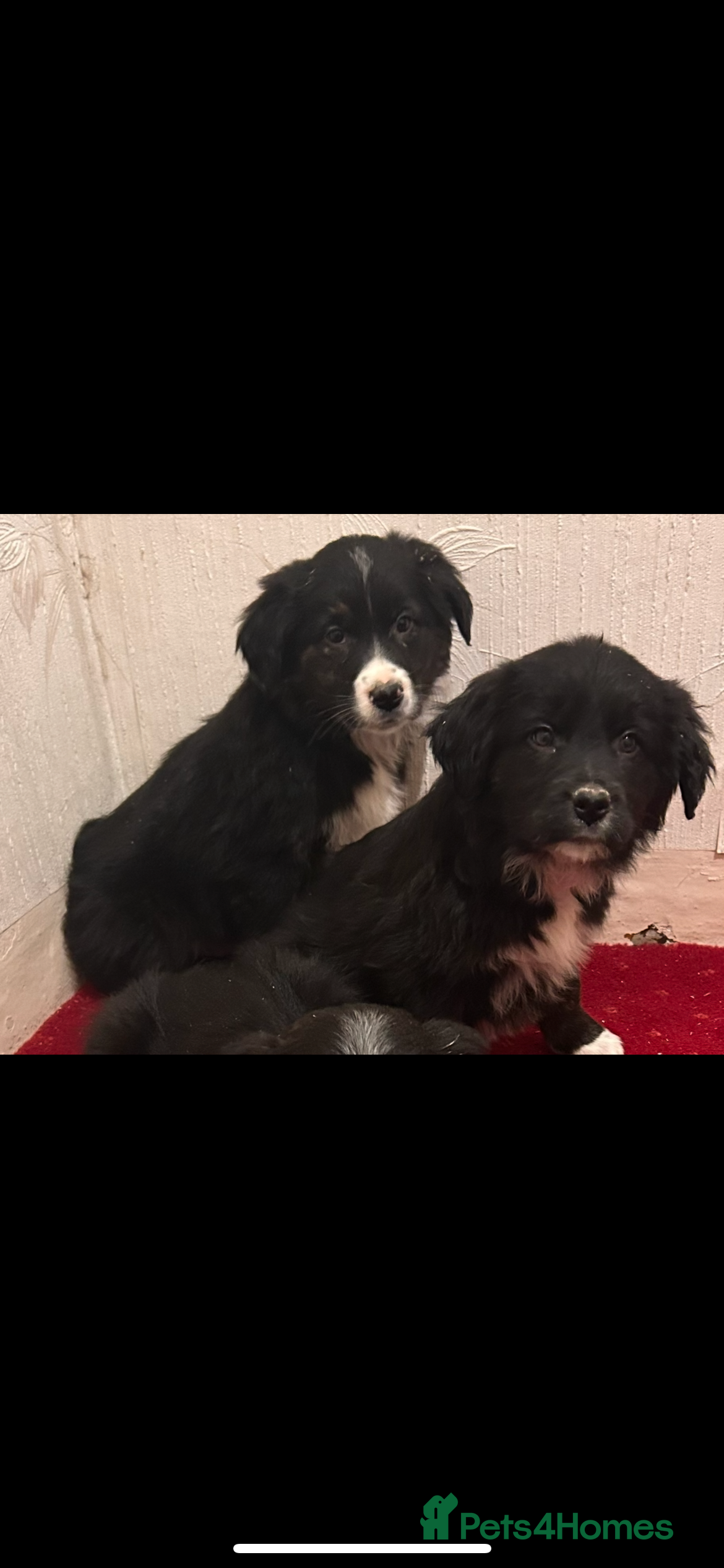 Mixed Breed dogs  Collie x golden retriever puppies  - Advert 4