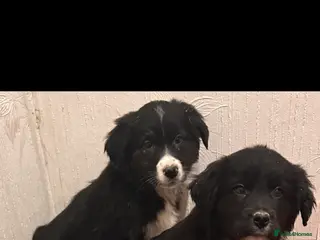 Mixed Breed dogs Collie x golden retriever puppies - Advert 3