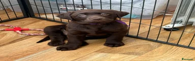Labrador Retriever Puppy 4 (Purple Collar)
