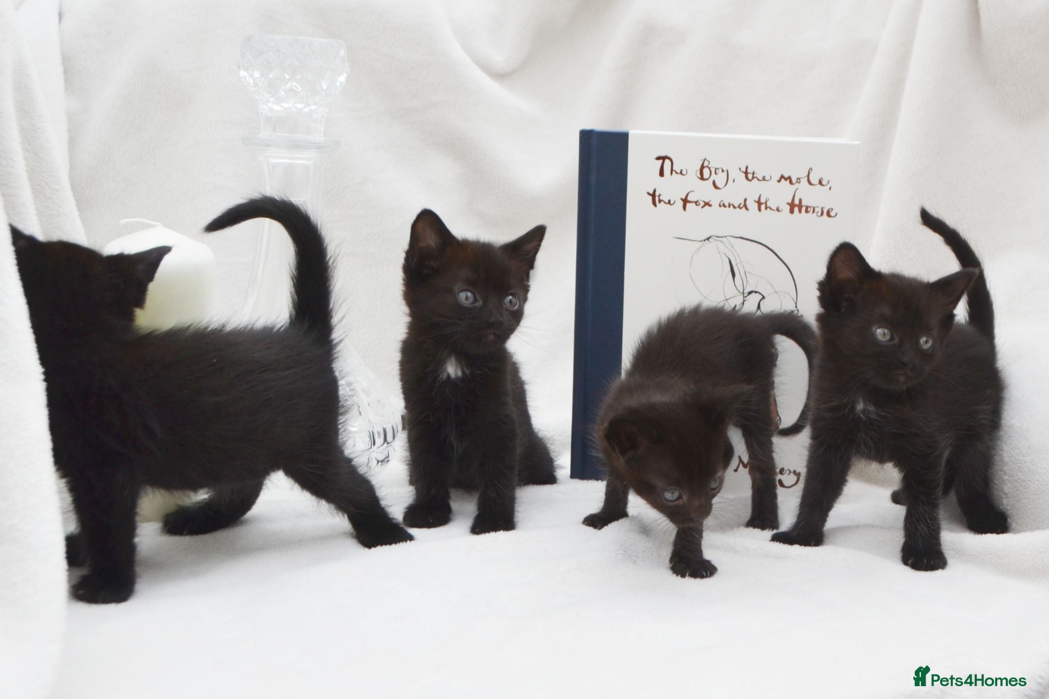 Mixed Breed cats Beautiful Maine Coon/Bombay Mix Kittens! - Advert 2