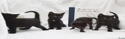 Mixed Breed cats for sale: Beautiful Maine Coon/Bombay Mix Kittens! in Edinburgh - Advert 2