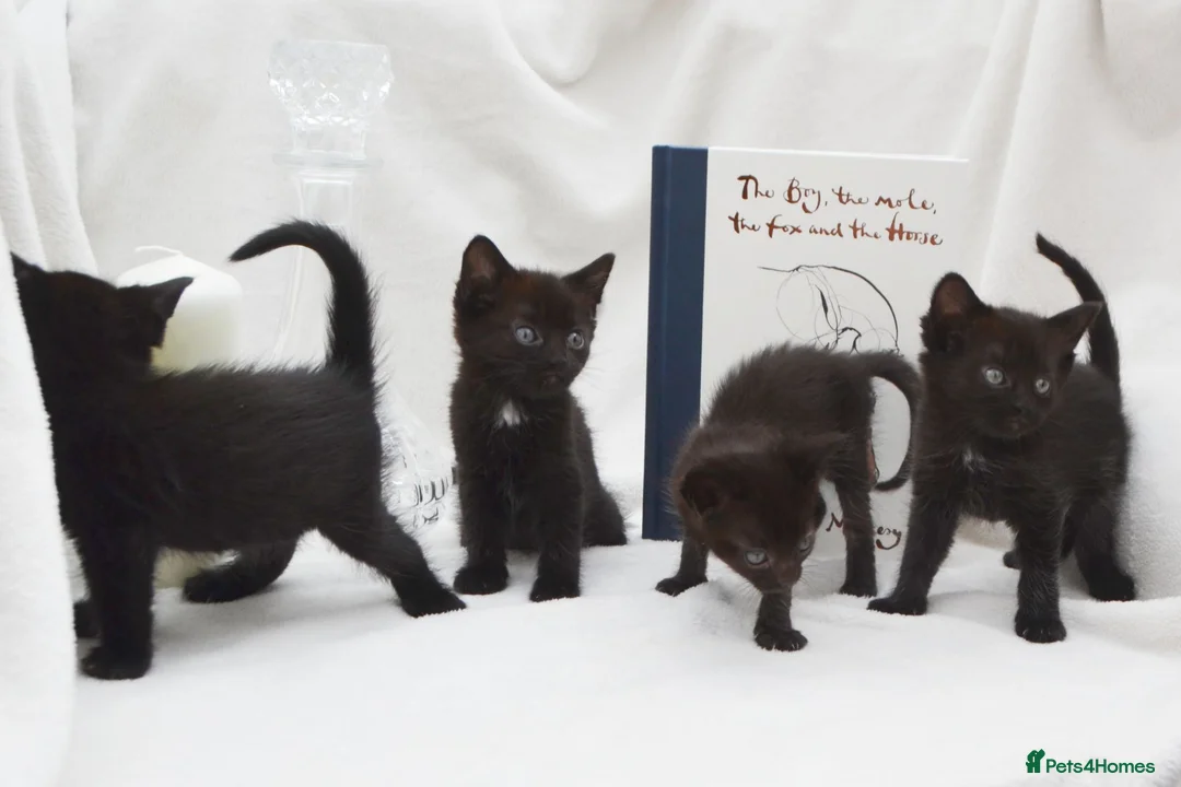 Mixed Breed cats for sale: Beautiful Maine Coon/Bombay Mix Kittens! in Edinburgh - Advert 2