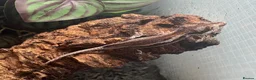 Gecko reptiles for sale: Mix gargle gecko babies  in Wigan - Advert 1