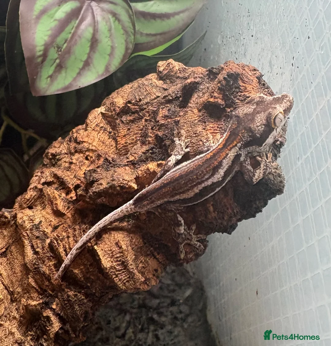 Gecko reptiles for sale: Mix gargle gecko babies  in Wigan - Advert 1
