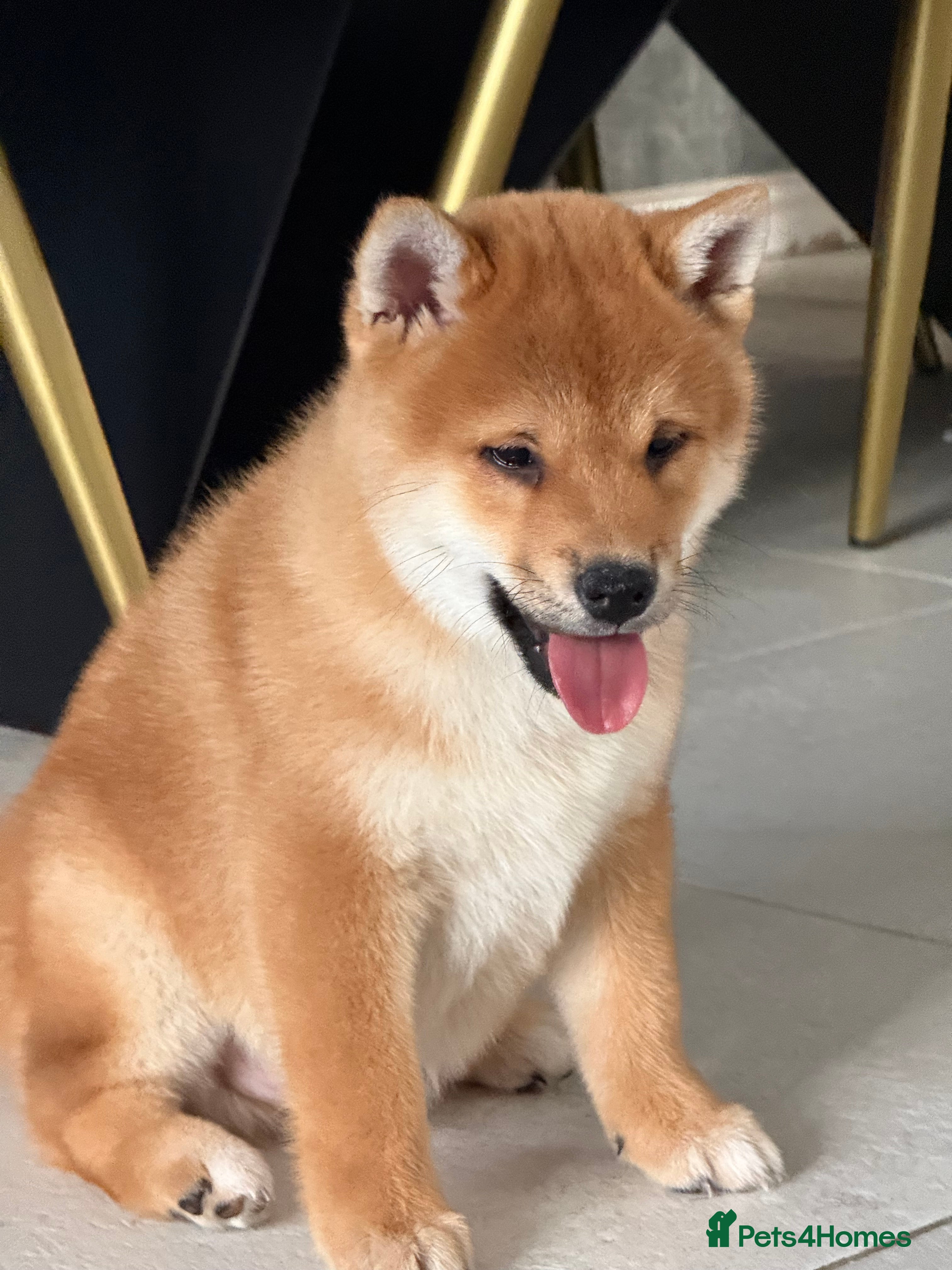 Japanese Shiba Inu dogs KC registered Clear DNA red Shiba Inu male puppy  - Advert 1