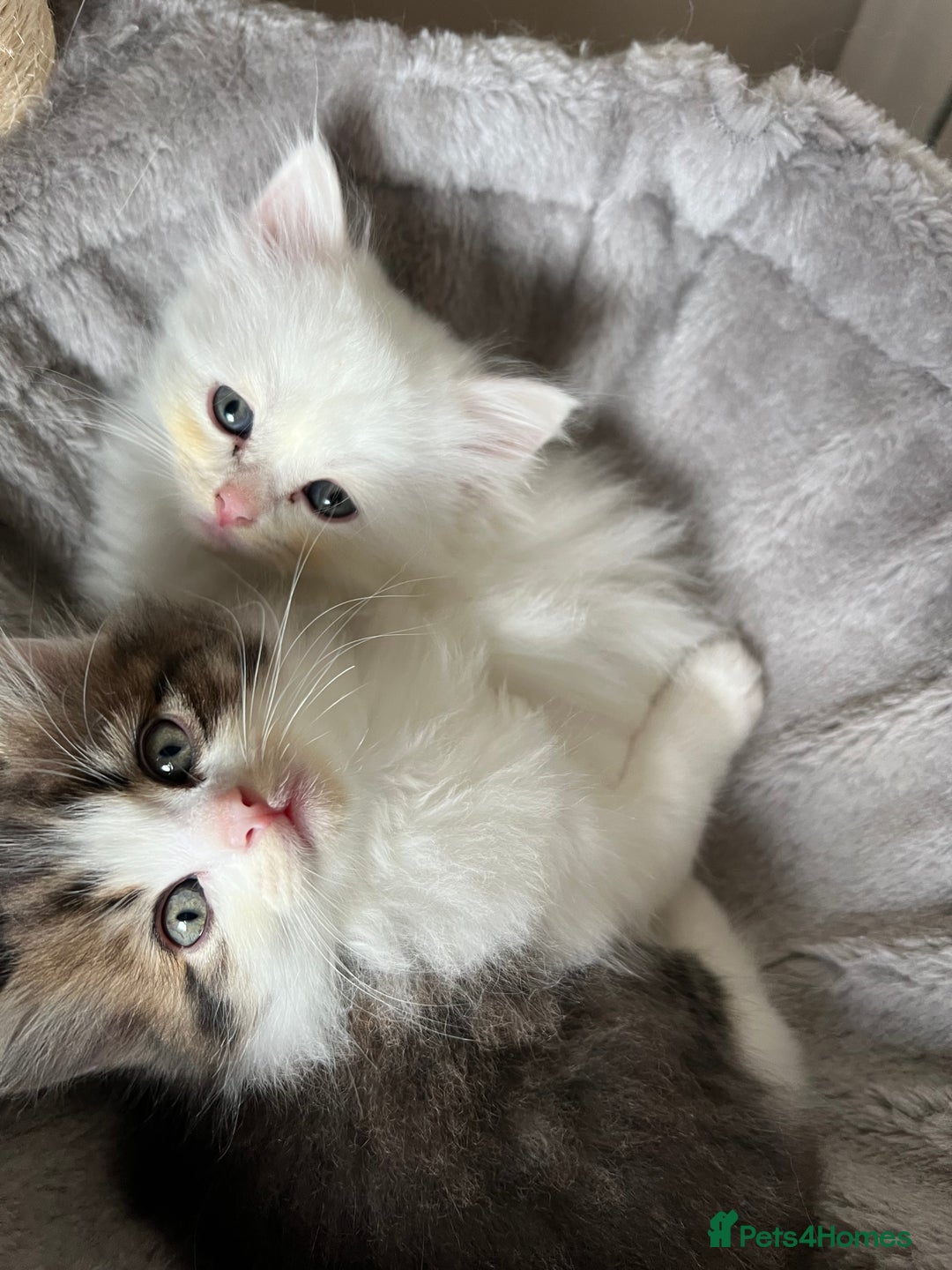 Turkish Angora cats for sale: Turkish Angora/Persian Chanchilla kittens for Sale - Image 15