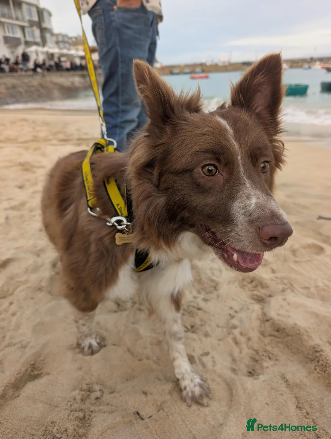 Border Collie dogs for sale: Loving border collie needs a home  - Advert 2