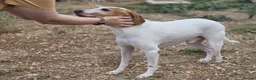 Mixed Breed dogs for adoption: Oscar is ready for his forever sofa! in Dawlish - Advert 8