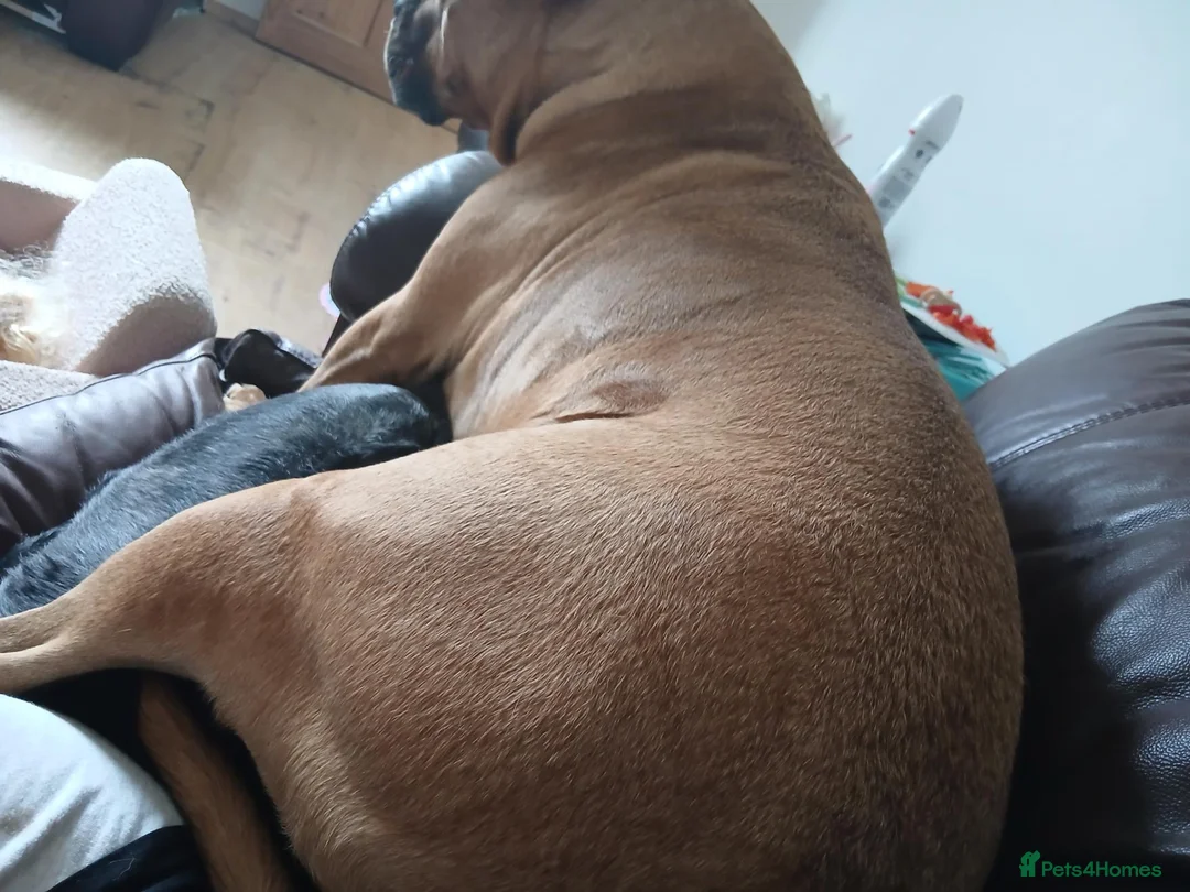 Boerboel dogs for sale: Boerboel for Rehoming in Kettering - Advert 2