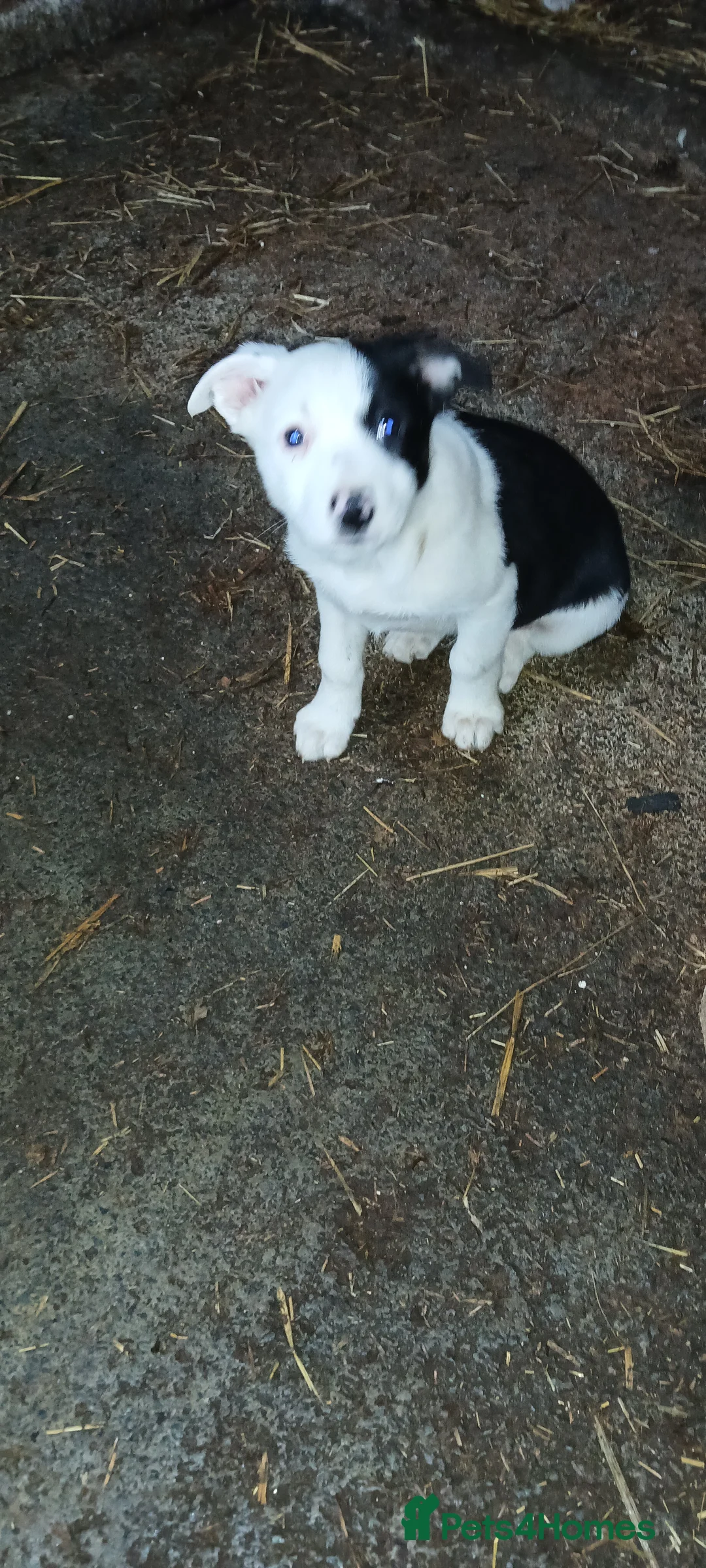 Border Collie dogs for sale: Border Collie pups. Ready now. in Llanrwst - Advert 2