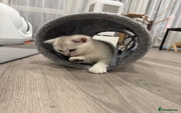 Scottish Fold cats for sale: 🐱 One boy left 🐱 Open for offers ❤️ - Image 24