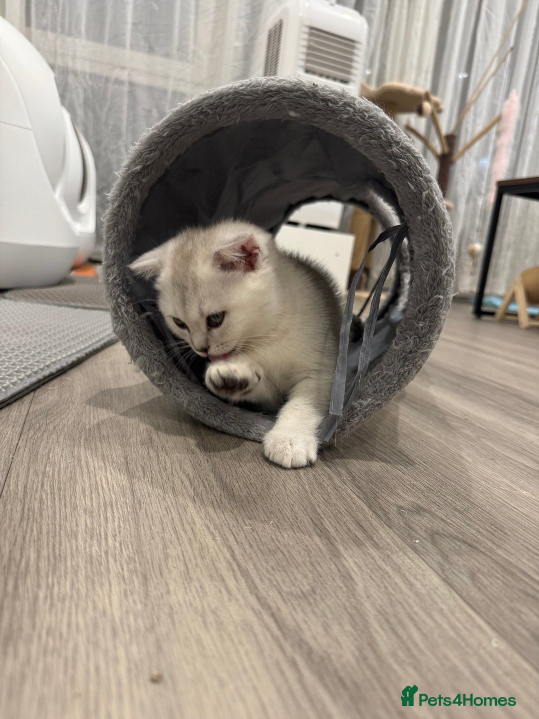 Scottish Fold cats for sale: 🐱 One boy left 🐱 Open for offers ❤️ - Image 24