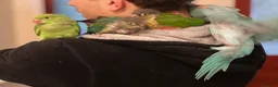 Conures birds for sale: Ready Now: Hand-Reared Baby Conures - Advert 12