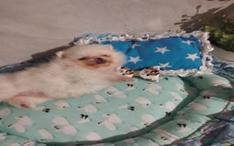 Pomeranian dogs for sale: 💝💝💝High-quality little boys💝💝💝 - Image 26