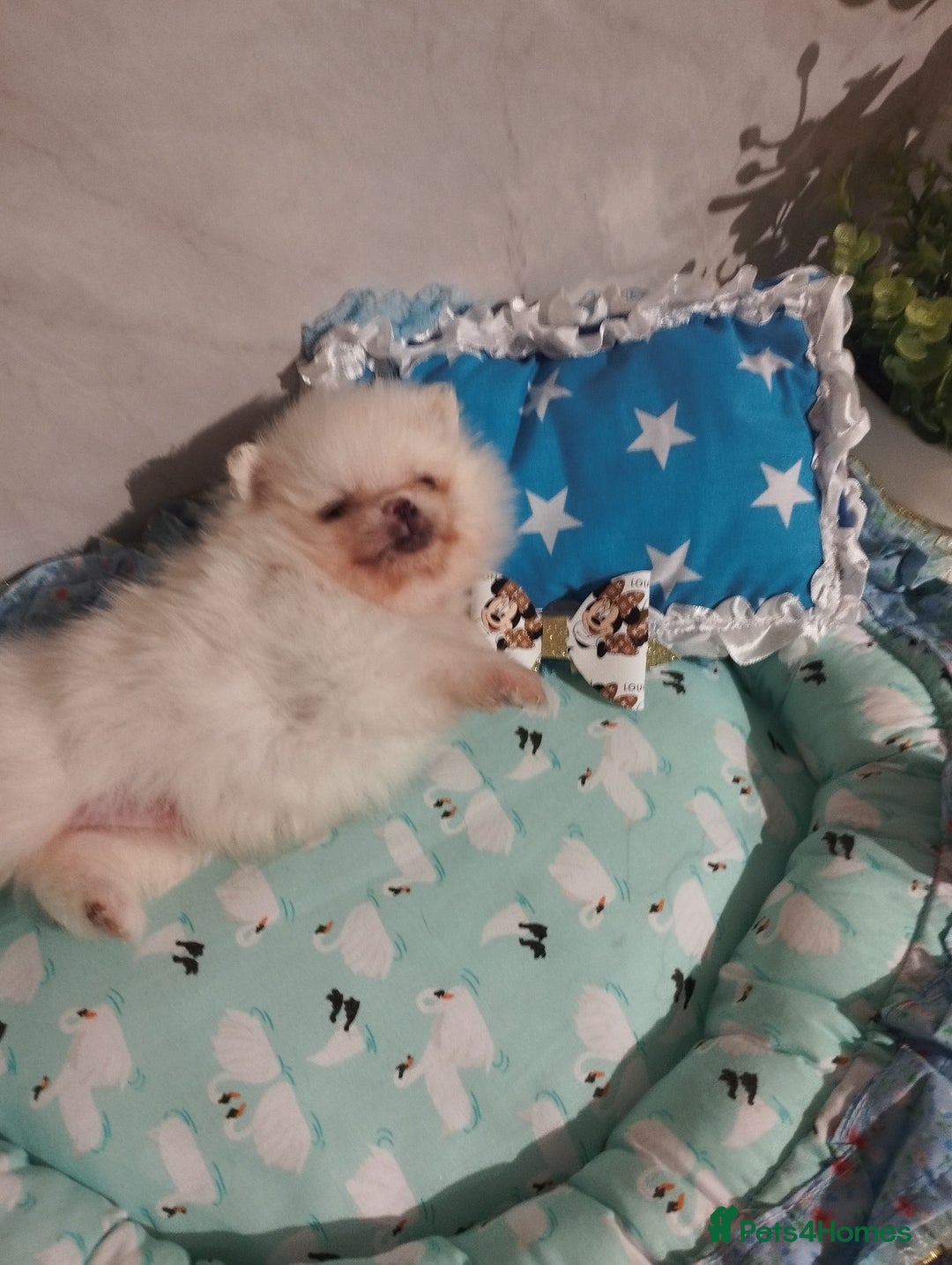 Pomeranian dogs for sale: 💝💝💝High-quality little boys💝💝💝 - Image 26