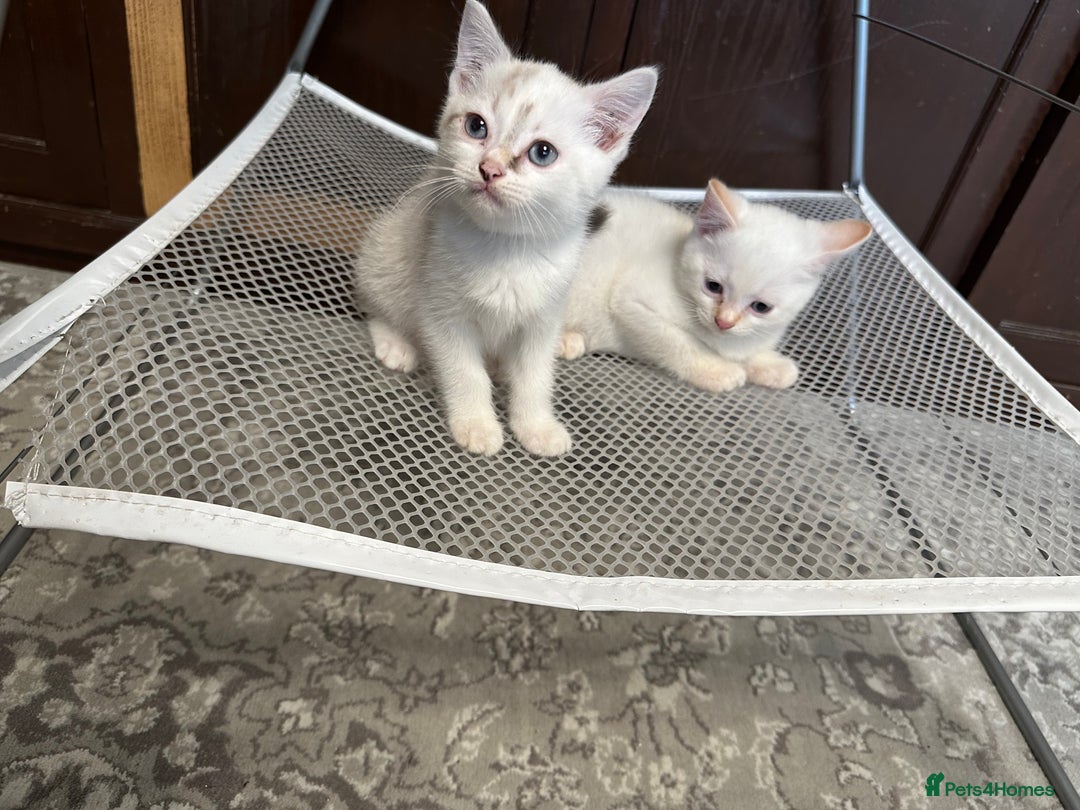 British Shorthair cats for sale: Gorgeous British Shorthair Kittens – Now Ready - Image 6