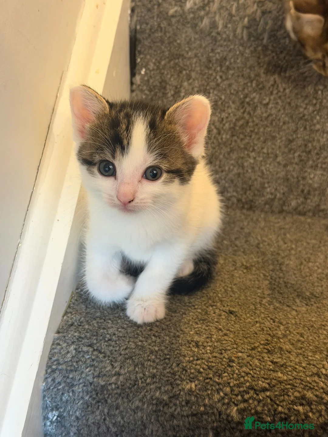 Mixed Breed cats for sale: Beautiful kittens - Advert 1