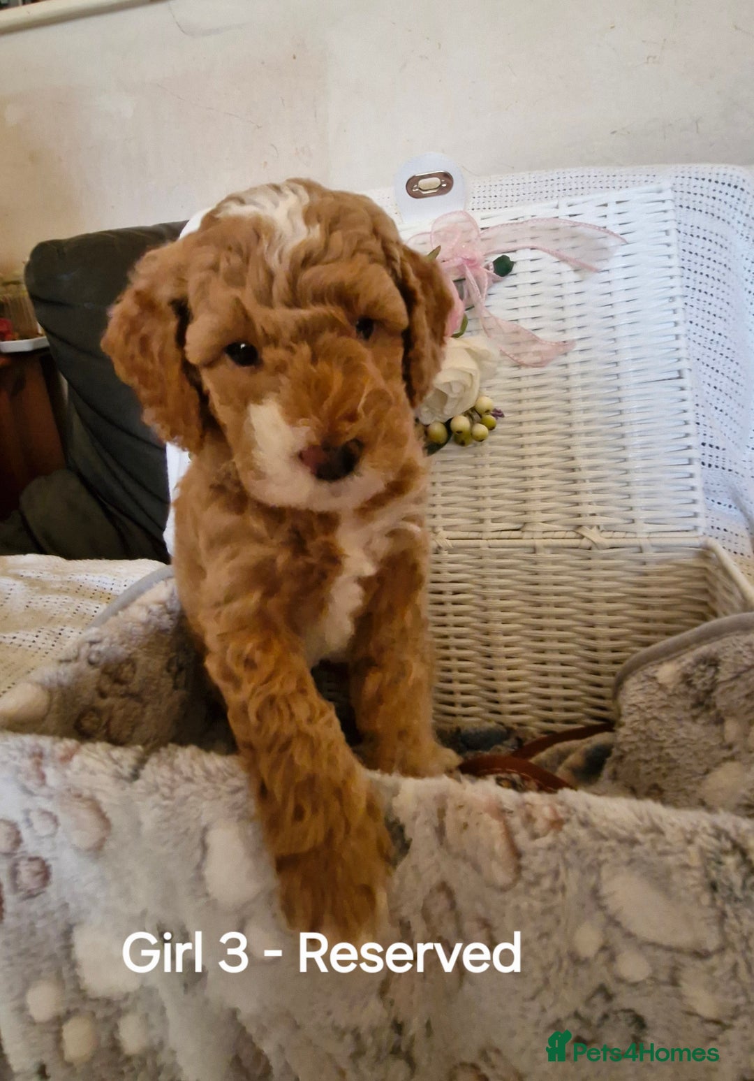 Mixed Breed dogs for sale: Adorable puppies ready from 22 12.25 - Advert 7