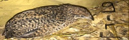 Quail poultry for sale: QUAILS/CHINESE PAINTED BUTTONS ! - Advert 3
