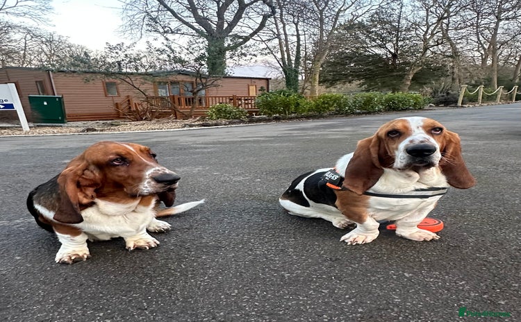 Basset Hound dogs - Advert 11