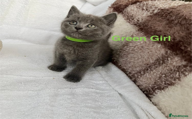 Mixed Breed cats Russian blue&British shorthair kittens  - Advert 2