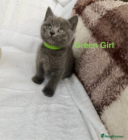 Mixed Breed cats Russian blue&British shorthair kittens - Advert 2